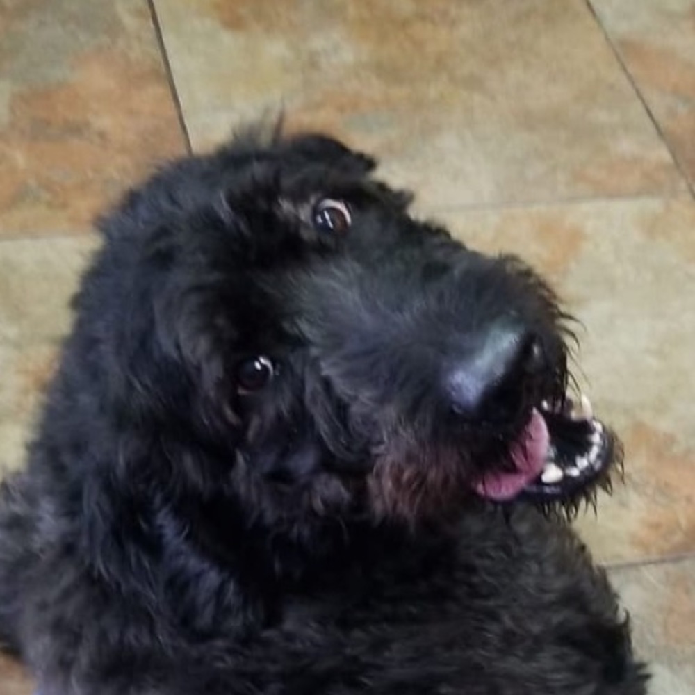 Meet your Posher, Eli